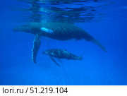 A humpback whale (Megaptera novaeangliae) mother and calf, Tonga Islands, South Pacific. VW Pics/Stocktrek Images/TASS. Стоковое фото, агентство ТАСС / Фотобанк Лори