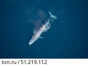 Aerial view of a blue whale in the Gulf of California, Mexico. VW Pics/Stocktrek Images/TASS. Стоковое фото, агентство ТАСС / Фотобанк Лори