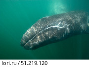 Underwater photo of a calif gray whale, San Ignacio Lagoon, Baja California, Mexico. VW Pics/Stocktrek Images/TASS. Стоковое фото, агентство ТАСС / Фотобанк Лори