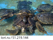 Group of green sea turtles copulate in the tank at the Sea Life Park, Oahu, Hawaii. VW Pics/Stocktrek Images/TASS. Стоковое фото, агентство ТАСС / Фотобанк Лори