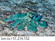 Caribbean reef octopus in the Caribbean Sea. VW Pics/Stocktrek Images/TASS. Стоковое фото, агентство ТАСС / Фотобанк Лори