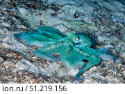 Caribbean reef octopus in the Caribbean Sea. VW Pics/Stocktrek Images/TASS. Стоковое фото, агентство ТАСС / Фотобанк Лори