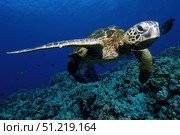 Green sea turtle, Chelonia mydas, Kailua-Kona, Hawaii. VW Pics/Stocktrek Images/TASS. Стоковое фото, агентство ТАСС / Фотобанк Лори