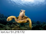 A green sea turtle, Chelonia mydas, Ko'olina, Oahu, Hawaii, North Pacific. VW Pics/Stocktrek Images/TASS. Стоковое фото, агентство ТАСС / Фотобанк Лори