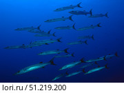 School of blackfin barracuda, Marshall Islans. VW Pics/Stocktrek Images/TASS. Стоковое фото, агентство ТАСС / Фотобанк Лори