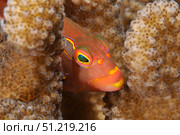 Close-up of an arc-eye Hawkfish, Oahu, Hawaii. VW Pics/Stocktrek Images/TASS. Стоковое фото, агентство ТАСС / Фотобанк Лори