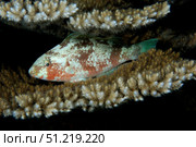 Parrotfish sleeping between Acropora coral plates. VW Pics/Stocktrek Images/TASS. Стоковое фото, агентство ТАСС / Фотобанк Лори