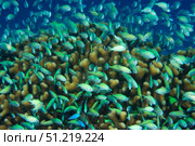 A school of blue-green chromis, Micronesia. VW Pics/Stocktrek Images/TASS. Стоковое фото, агентство ТАСС / Фотобанк Лори
