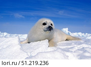 A young harp seal laying on an icefield, Canada. VW Pics/Stocktrek Images/TASS. Стоковое фото, агентство ТАСС / Фотобанк Лори