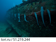 Remora's suck the the hull of a shipwreck in Fiji. Terry Moore/Stocktrek Images/TASS. Стоковое фото, агентство ТАСС / Фотобанк Лори
