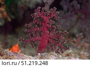 Small soft coral, Beqa Lagoon, Fiji. Terry Moore/Stocktrek Images/TASS. Стоковое фото, агентство ТАСС / Фотобанк Лори