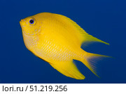Golden damselfish, side view, Fiji. Terry Moore/Stocktrek Images/TASS. Стоковое фото, агентство ТАСС / Фотобанк Лори