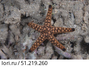 Close-up of a sea star, Beqa Lagoon Fiji. Terry Moore/Stocktrek Images/TASS. Стоковое фото, агентство ТАСС / Фотобанк Лори