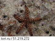 Close-up of a sea star, Beqa Lagoon Fiji. Terry Moore/Stocktrek Images/TASS. Стоковое фото, агентство ТАСС / Фотобанк Лори