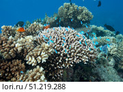 Acropora nusata stony corals in Beqa Lagoon, Fiji. Terry Moore/Stocktrek Images/TASS. Стоковое фото, агентство ТАСС / Фотобанк Лори