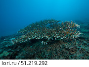 Stony corals in Beqa Lagoon, Fiji. Terry Moore/Stocktrek Images/TASS. Стоковое фото, агентство ТАСС / Фотобанк Лори
