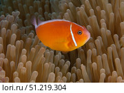 Pink anemonefish in its host anenome, Fiji. Terry Moore/Stocktrek Images/TASS. Стоковое фото, агентство ТАСС / Фотобанк Лори