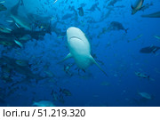 A large bull shark at The Bistro dive site in Fiji. Terry Moore/Stocktrek Images/TASS. Стоковое фото, агентство ТАСС / Фотобанк Лори