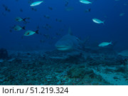 A large bull shark at The Bistro dive site in Fiji. Terry Moore/Stocktrek Images/TASS. Стоковое фото, агентство ТАСС / Фотобанк Лори