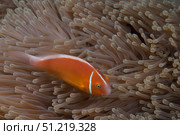 Pink anemonefish in its host anenome, Fiji. Terry Moore/Stocktrek Images/TASS. Стоковое фото, агентство ТАСС / Фотобанк Лори