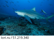 A large bull shark at The Bistro dive site in Fiji. Terry Moore/Stocktrek Images/TASS. Стоковое фото, агентство ТАСС / Фотобанк Лори