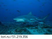 A large bull shark at The Bistro dive site in Fiji. Terry Moore/Stocktrek Images/TASS. Стоковое фото, агентство ТАСС / Фотобанк Лори