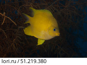 Golden damselfish swimming in soft coral, Fiji Terry Moore/Stocktrek Images/TASS. Стоковое фото, агентство ТАСС / Фотобанк Лори