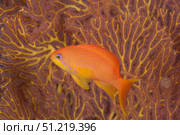Scalefin anthias fish Beqa Lagoon, Fiji. Terry Moore/Stocktrek Images/TASS. Стоковое фото, агентство ТАСС / Фотобанк Лори