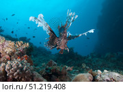 A large common lionfish  swimming at Beqa Lagoon, Fiji. Terry Moore/Stocktrek Images/TASS. Стоковое фото, агентство ТАСС / Фотобанк Лори