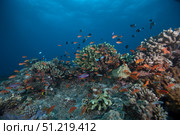Schooling anthias fish and healthy corals of Beqa Lagoon, Fiji. Terry Moore/Stocktrek Images/TASS. Стоковое фото, агентство ТАСС / Фотобанк Лори