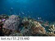 Schooling anthias fish and healthy corals of Beqa Lagoon, Fiji. Terry Moore/Stocktrek Images/TASS. Стоковое фото, агентство ТАСС / Фотобанк Лори