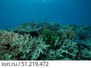 Healthy corals cover a reef in Beqa Lagoon, Fiji. Terry Moore/Stocktrek Images/TASS. Стоковое фото, агентство ТАСС / Фотобанк Лори