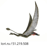 Dorygnathus flying dinosaur. Leonello Calvetti/Stocktrek Images/TASS. Стоковое фото, агентство ТАСС / Фотобанк Лори