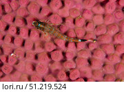 Lizard triplefin on top of a sea sponge in Sea of Cortez, Baja California, Mexico. VW Pics/Stocktrek Images/TASS. Стоковое фото, агентство ТАСС / Фотобанк Лори