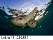 Green sea turtle (Chelonia mydas) in Akumal bay, Mexico. VW Pics/Stocktrek Images/TASS. Стоковое фото, агентство ТАСС / Фотобанк Лори