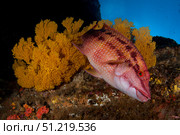 Mexican hogfish (Bodianus diplotaenia) and sea fan, Pacific Ocean, Mexico. VW Pics/Stocktrek Images/TASS. Стоковое фото, агентство ТАСС / Фотобанк Лори