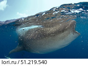 Whale shark (Rhincodon typus), split image, Yucatan Peninsula, Mexico. VW Pics/Stocktrek Images/TASS. Стоковое фото, агентство ТАСС / Фотобанк Лори