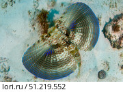 Flying gurnard swimming along the sandy bottom in Caribbean Sea, Mexico. VW Pics/Stocktrek Images/TASS. Стоковое фото, агентство ТАСС / Фотобанк Лори