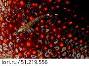 Lizard triplefin on top of a sea sponge in Sea of Cortez, Baja California, Mexico. VW Pics/Stocktrek Images/TASS. Стоковое фото, агентство ТАСС / Фотобанк Лори