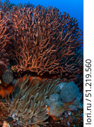 Gorgonian and giant caribbean sea anemone, Caribbean Sea, Mexico. VW Pics/Stocktrek Images/TASS. Стоковое фото, агентство ТАСС / Фотобанк Лори