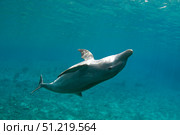 Bottlenose dolphin (Tursiops truncatus), Cozumel, Mexico. VW Pics/Stocktrek Images/TASS. Стоковое фото, агентство ТАСС / Фотобанк Лори