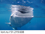 A whale shark feeds at the surface under a bagan fishing boat. VW Pics/Stocktrek Images/TASS. Стоковое фото, агентство ТАСС / Фотобанк Лори