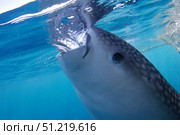 A whale shark feeds at the surface under a bagan fishing boat. VW Pics/Stocktrek Images/TASS. Стоковое фото, агентство ТАСС / Фотобанк Лори