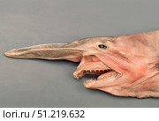 The protrusile jaw of a deep water goblin shark ((Mitsukurina owstoni). VW Pics/Stocktrek Images/TASS. Стоковое фото, агентство ТАСС / Фотобанк Лори