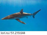 Silky shark (Carcharhinus falciformis), Coral Sea, Australia. VW Pics/Stocktrek Images/TASS. Стоковое фото, агентство ТАСС / Фотобанк Лори