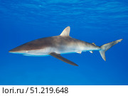 Silky shark (Carcharhinus falciformis), Coral Sea, Australia. VW Pics/Stocktrek Images/TASS. Стоковое фото, агентство ТАСС / Фотобанк Лори