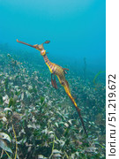 Weedy seadragon foraging for mysid shrimp over sea grass, Australia. VW Pics/Stocktrek Images/TASS. Стоковое фото, агентство ТАСС / Фотобанк Лори