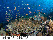 Several species of small schooling fish feeding on plankton above hard corals. VW Pics/Stocktrek Images/TASS. Стоковое фото, агентство ТАСС / Фотобанк Лори