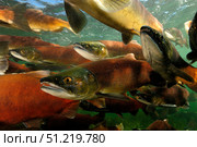 Red salmon (Oncorhynchus nerka), East River, Colorado. VW Pics/Stocktrek Images/TASS. Стоковое фото, агентство ТАСС / Фотобанк Лори