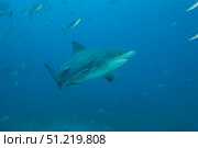 A large bull shark at The Bistro dive site in Fiji. Terry Moore/Stocktrek Images/TASS. Стоковое фото, агентство ТАСС / Фотобанк Лори